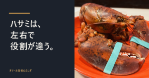 活オマール海老のハサミのアップ。左右で形の違うハサミが見える一枚
